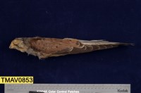 藏品(紅隼)的圖片